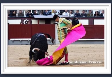 <b>Galería Así vio Muriel Feiner… a  Miguel Ángel Perera en la 3ª de San Isidro 2025</b>