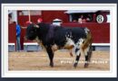 <b>Galería Así vio Muriel Feiner… a Paco Ureña y sus alternantes en la 6ª de San Isidro 2025</b>