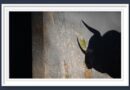 <b>Orden de lidia de los toros de Puerto de San Lorenzo, Ventana y Victoriano para la 7ª de la Feria de San Isidro de Madrid (Música, Fotos y Vídeo)</b>