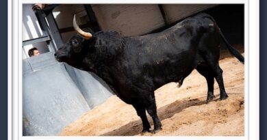 <b>Orden de lidia de los toros de El Parralejo para la 21ª de la Feria de San Isidro de Madrid</b>