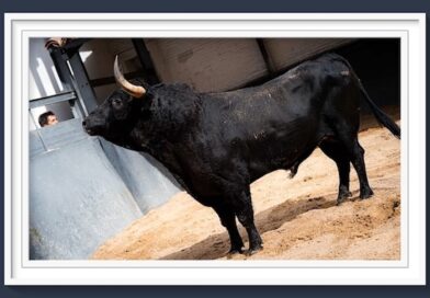 <b>Orden de lidia de los toros de El Parralejo para la 21ª de la Feria de San Isidro de Madrid</b>