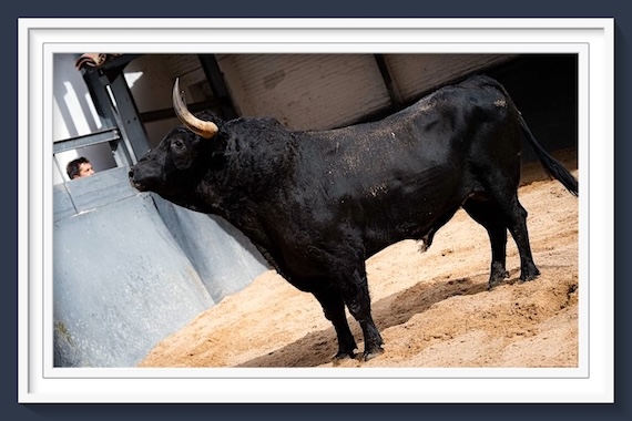 <b>Orden de lidia de los toros de El Parralejo para la 21ª de la Feria de San Isidro de Madrid</b>