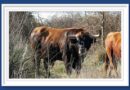 <b>Entre a conocer los toros de Pagès-Mailhan para la corrida de Mimizan</b>
