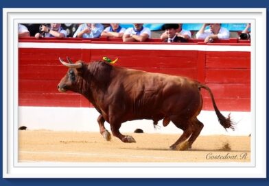<b>La galería de Roland Costedoat así vio la… corrida de toros de Mont-de-Marsan</b>