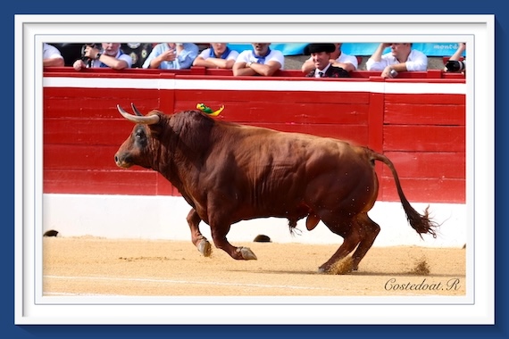 <b>La galería de Roland Costedoat así vio la… corrida de toros de Mont-de-Marsan</b>