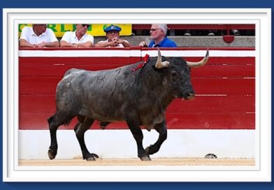 <b>La galería de Roland Costedoat así vio la… interesante corrida de los victorinos de Mont-de-Marsan</b>