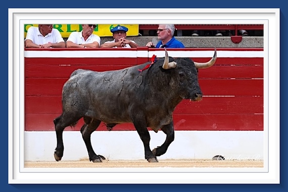 <b>La galería de Roland Costedoat así vio la… interesante corrida de los victorinos de Mont-de-Marsan</b>