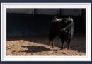 <b>Orden de lidia de los novillos de Casa de los Toreros para Cénate Las Ventas (Música, Fotos y Vídeo)</b>