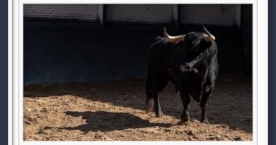 <b>Orden de lidia de los novillos de Casa de los Toreros para Cénate Las Ventas (Música, Fotos y Vídeo)</b>