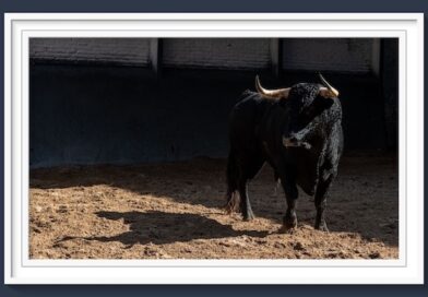 <b>Orden de lidia de los novillos de Casa de los Toreros para Cénate Las Ventas (Música, Fotos y Vídeo)</b>