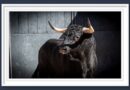 <b>Orden de lidia de los novillos de Guadaira para la Gran Final de Cénate Las Ventas (Música, Fotos y Vídeo)</b>