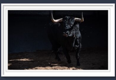 <b>Orden de lidia de los toros de Juan Luis Fraile para Las Ventas (Música, Fotos y Vídeo)</b>