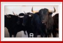 <b>Orden de lidia de los toros de La Palmosilla para Feria de San Fermín de Pamplona</b>