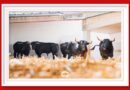 <b>Orden de lidia de los toros de Miura para Feria de San Fermín de Pamplona</b>