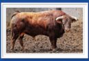 <b>Orden de lidia de los toros de Domingo Hernández para Santander</b>