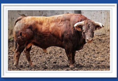 <b>Orden de lidia de los toros de Domingo Hernández para Santander</b>