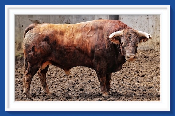 <b>Orden de lidia de los toros de Domingo Hernández para Santander</b>