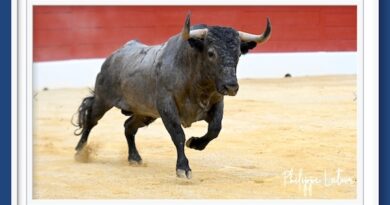 <b>En Mont de Marsan… Victorino, Morenito y Saúl confirman el pronóstico</b>