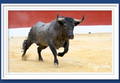 <b>En Mont de Marsan… Victorino, Morenito y Saúl confirman el pronóstico</b>