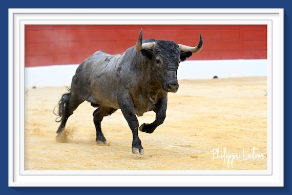 <b>En Mont de Marsan… Victorino, Morenito y Saúl confirman el pronóstico</b>