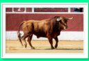 <b>Las ganaderías madrileñas arrojan datos muy positivos en la Copa Chenel 2025</b>