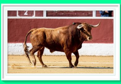 <b>Las ganaderías madrileñas arrojan datos muy positivos en la Copa Chenel 2025</b>