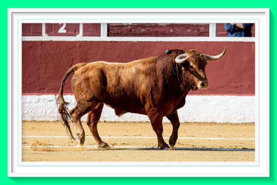 <b>Las ganaderías madrileñas arrojan datos muy positivos en la Copa Chenel 2025</b>