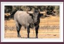 <b>Entre a conocer los toros de Adolfo Martín para Daimiel</b>