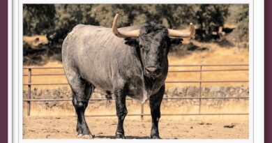 <b>Entre a conocer los toros de Adolfo Martín para Daimiel</b>