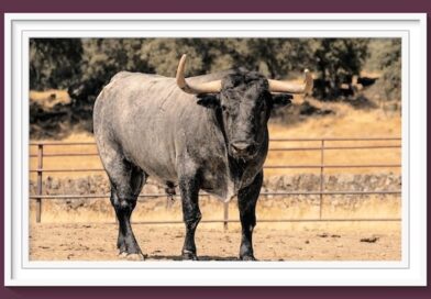 <b>Entre a conocer los toros de Adolfo Martín para Daimiel</b>