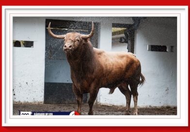 <b>Orden de lidia de los toros de Garcigrande para la 5ª de las Corridas Generales de Bilbao</b>