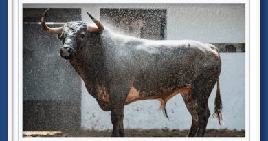 <b>Orden de lidia de los toros de Fermín Bohórquez y La Quinta para la 3ª de las Corridas Generales de Bilbao</b>
