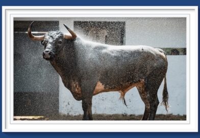 <b>Orden de lidia de los toros de Fermín Bohórquez y La Quinta para la 3ª de las Corridas Generales de Bilbao</b>