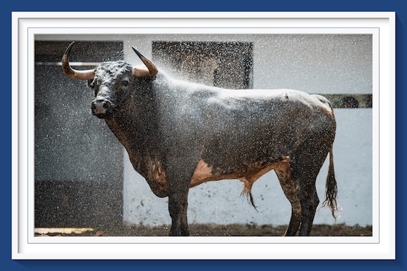 <b>Orden de lidia de los toros de Fermín Bohórquez y La Quinta para la 3ª de las Corridas Generales de Bilbao</b>