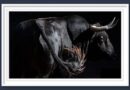 <b>Orden de lidia de los toros de El Torero para Las Ventas (Música, Fotos y Vídeo)</b>