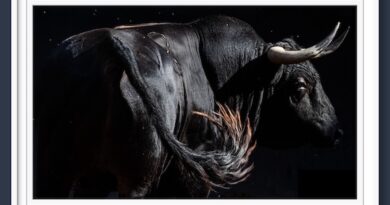 <b>Orden de lidia de los toros de El Torero para Las Ventas (Música, Fotos y Vídeo)</b>