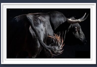 <b>Orden de lidia de los toros de El Torero para Las Ventas (Música, Fotos y Vídeo)</b>