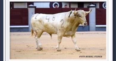 <b>Galería así vio Muriel Feiner… a Álvaro Seseña, Valentín Hoyos y David López en Las Ventas</b>