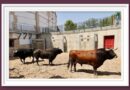 <b>Orden de lidia de los toros de Juan Pedro Domecq para Ciudad Real</b>