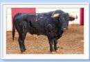 <b>Orden de lidia de los toros de Murteira Grave para Málaga</b>