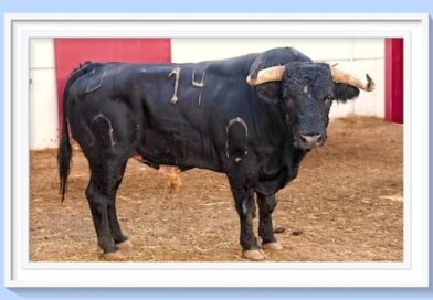 <b>Orden de lidia de los toros de Murteira Grave para Málaga</b>