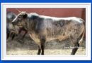 <b>Entre a conocer los seis toros que serán lidiados este sábado en Huamantla</b>