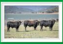 <b>Entre a conocer los toros de Salvador Gavira Garcia para Alcázar de San Juan</b>