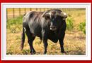 <b>Entre a conocer los toros de D. Antonio Bañuelos a lidiarse en Andújar</b>