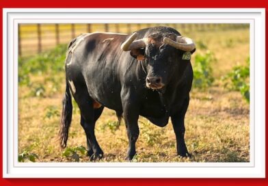<b>Entre a conocer los toros de D. Antonio Bañuelos a lidiarse en Andújar</b>