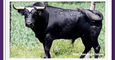 <b>Entre a conocer los toros de La Gasca para Terrenate</b>