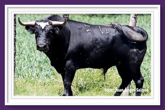 <b>Entre a conocer los toros de La Gasca para Terrenate</b>
