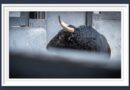 <b>Orden de lidia de los novillos de Fuente Ymbro para la 6ª de la Feria de Otoño de Las Ventas (Música, Fotos y Vídeo)</b>