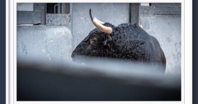 <b>Orden de lidia de los novillos de Fuente Ymbro para la 6ª de la Feria de Otoño de Las Ventas (Música, Fotos y Vídeo)</b>