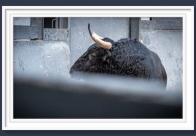 <b>Orden de lidia de los novillos de Fuente Ymbro para la 6ª de la Feria de Otoño de Las Ventas (Música, Fotos y Vídeo)</b>